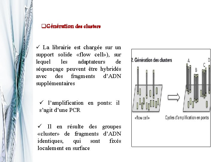 q. Génération des clusters ü La librairie est chargée sur un support solide «flow