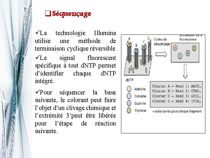 q. Séquençage üLa technologie Illumina utilise une méthode de terminaison cyclique réversible üLe signal