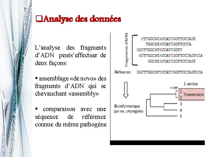 q. Analyse des données L’analyse des fragments d’ADN peuts’effectuer de deux façons: § assemblage