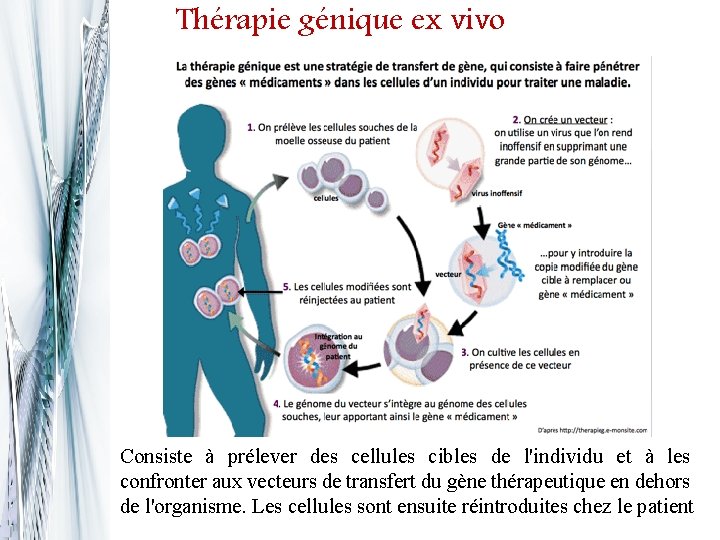 Thérapie génique ex vivo Consiste à prélever des cellules cibles de l'individu et à