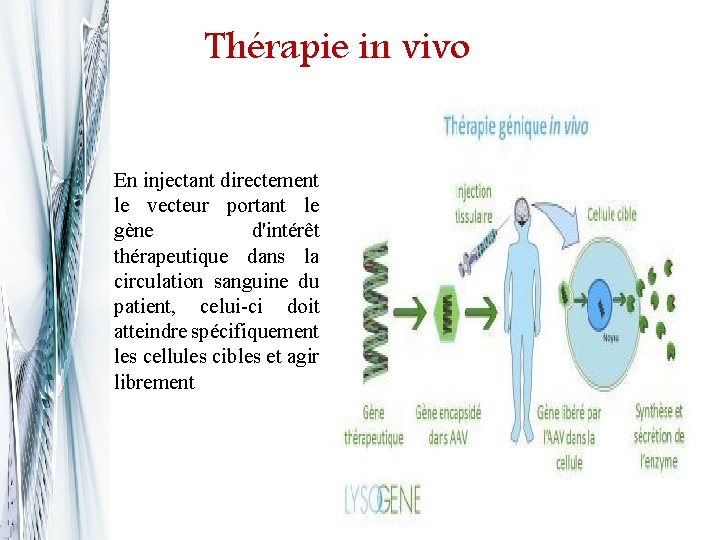 Thérapie in vivo En injectant directement le vecteur portant le gène d'intérêt thérapeutique dans