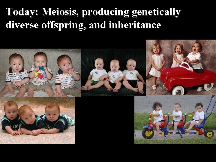 Today: Meiosis, producing genetically diverse offspring, and inheritance 