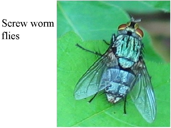 Screw worm flies 