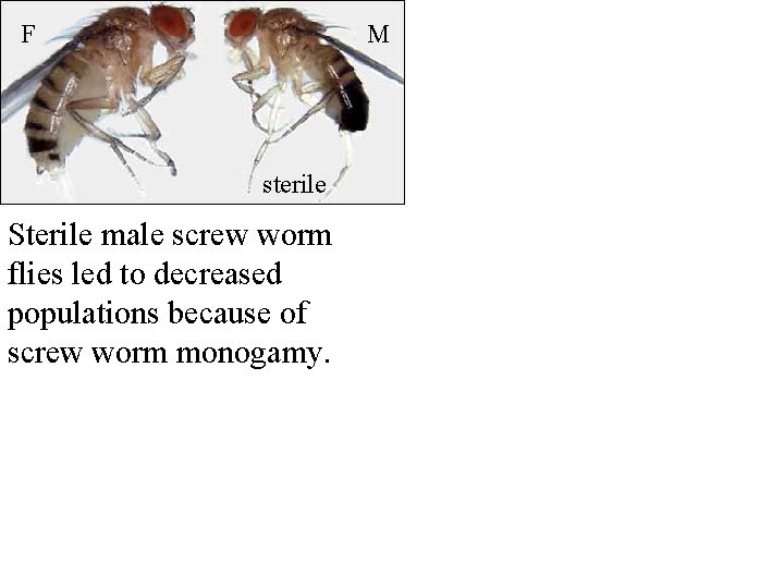 F M sterile Sterile male screw worm flies led to decreased populations because of
