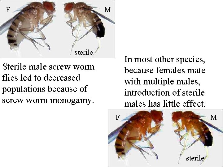 F M sterile In most other species, because females mate with multiple males, introduction