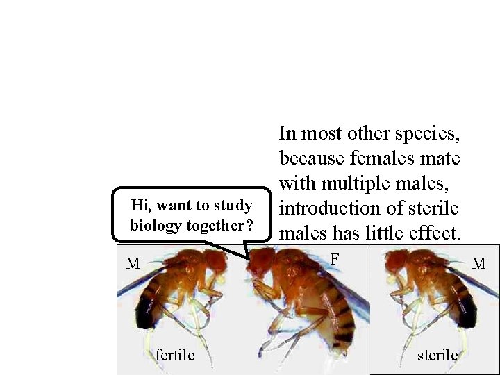In most other species, because females mate with multiple males, introduction of sterile males