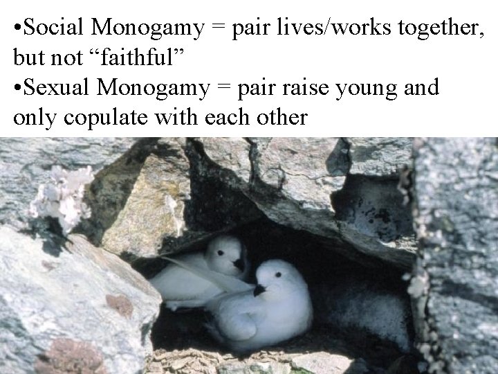  • Social Monogamy = pair lives/works together, but not “faithful” • Sexual Monogamy