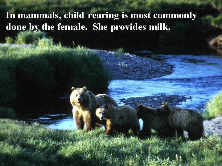 In mammals, child-rearing is most commonly done by the female. She provides milk. 