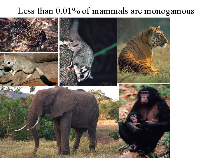 Less than 0. 01% of mammals are monogamous 