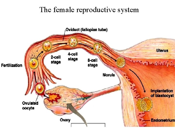 The female reproductive system 