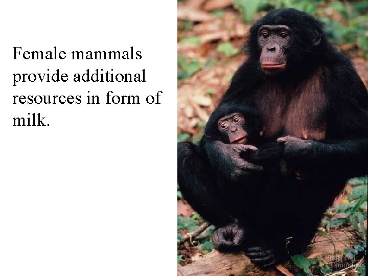 Female mammals provide additional resources in form of milk. 