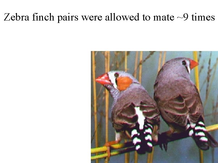 Zebra finch pairs were allowed to mate ~9 times 