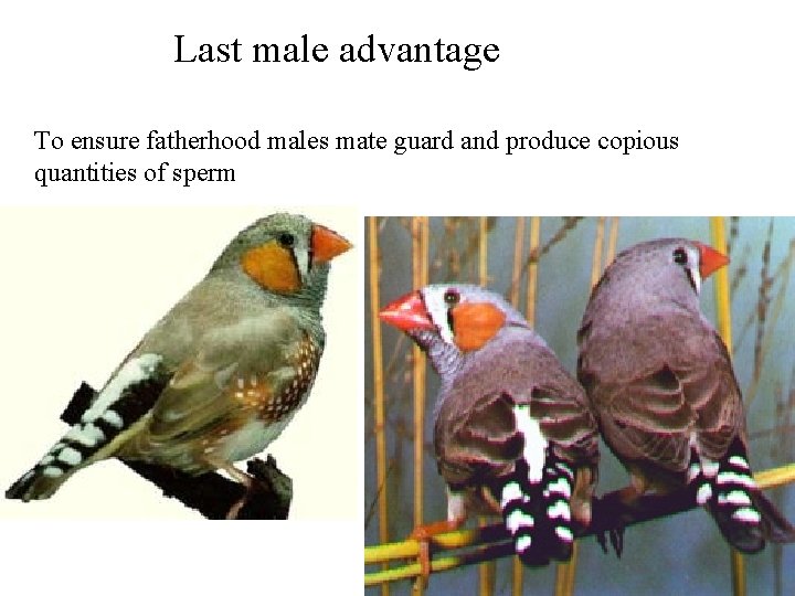 Last male advantage To ensure fatherhood males mate guard and produce copious quantities of