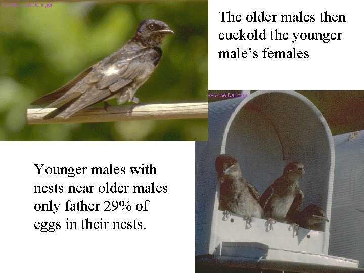 The older males then cuckold the younger male’s females Younger males with nests near