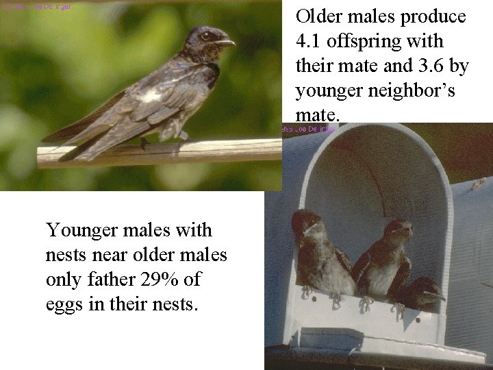 Older males produce 4. 1 offspring with their mate and 3. 6 by younger