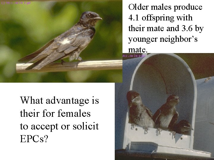 Older males produce 4. 1 offspring with their mate and 3. 6 by younger