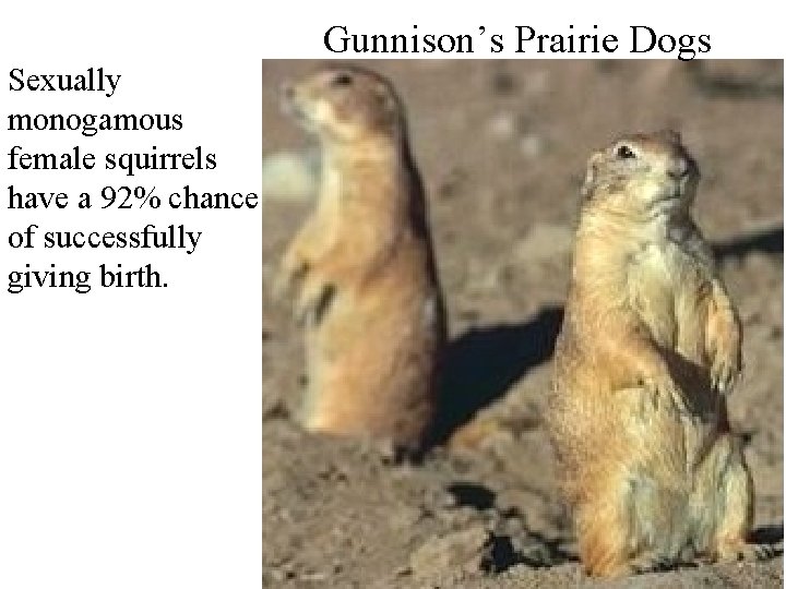 Gunnison’s Prairie Dogs Sexually monogamous female squirrels have a 92% chance of successfully giving