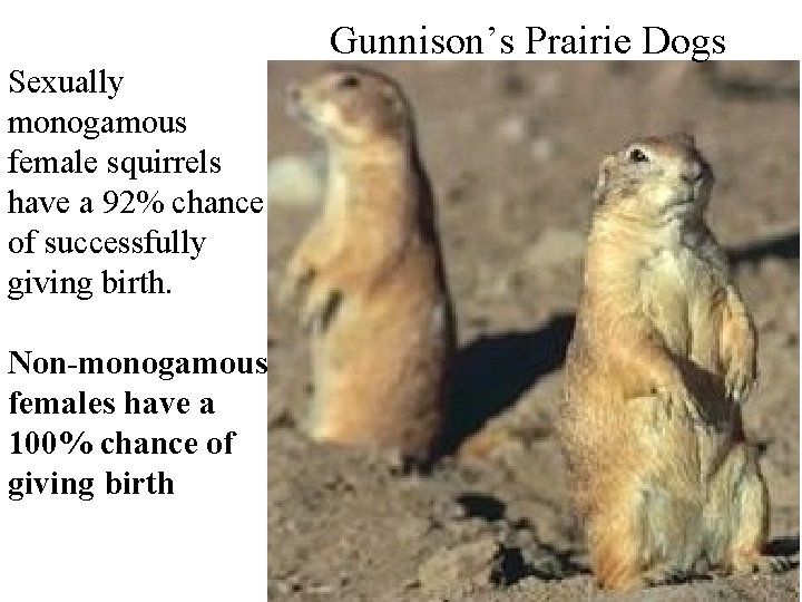 Gunnison’s Prairie Dogs Sexually monogamous female squirrels have a 92% chance of successfully giving