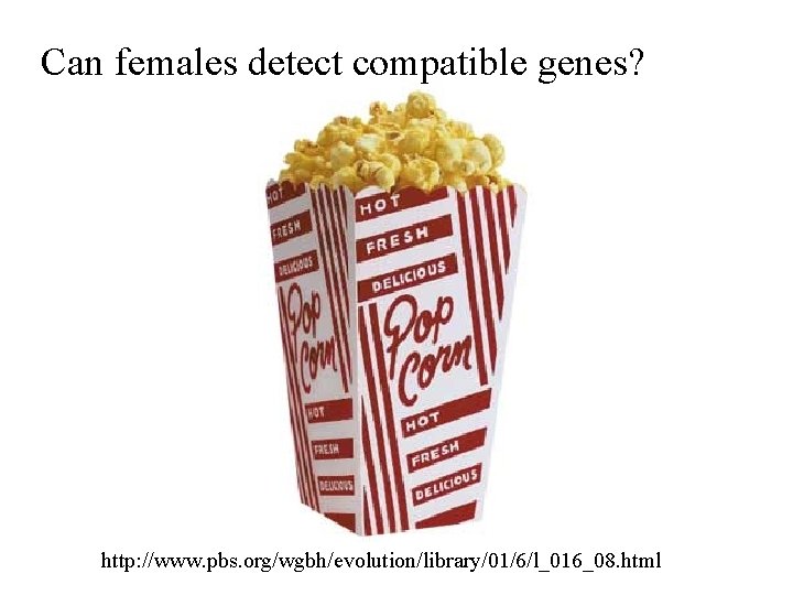 Can females detect compatible genes? http: //www. pbs. org/wgbh/evolution/library/01/6/l_016_08. html 