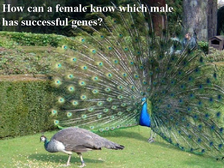 How can a female know which male has successful genes? 