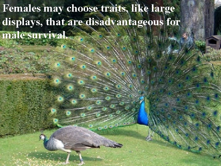 Females may choose traits, like large displays, that are disadvantageous for male survival. 