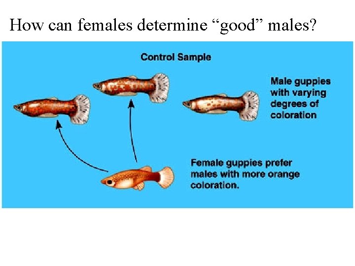 How can females determine “good” males? 