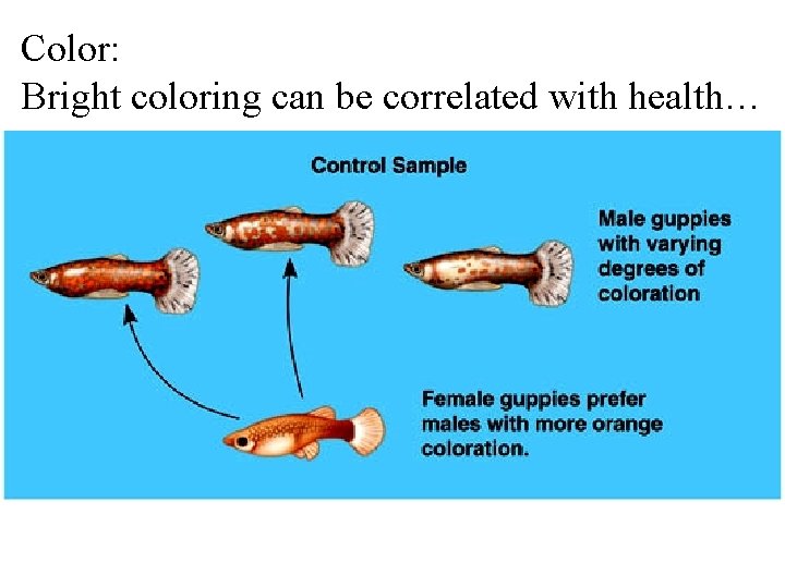 Color: Bright coloring can be correlated with health… 