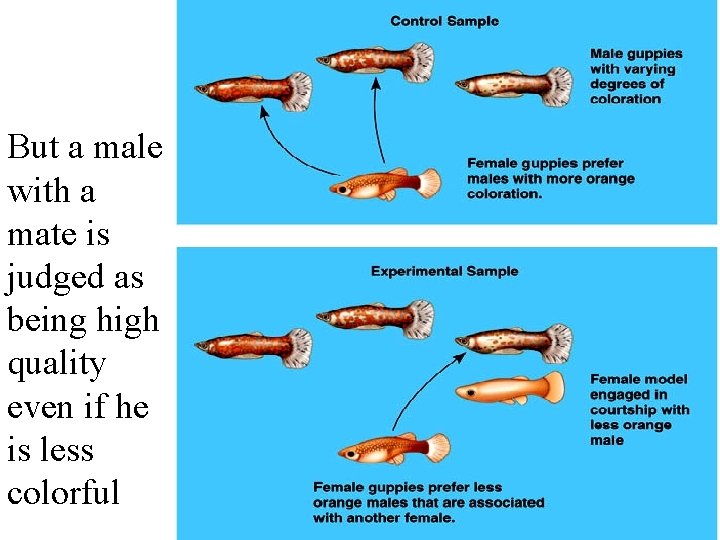 But a male with a mate is judged as being high quality even if