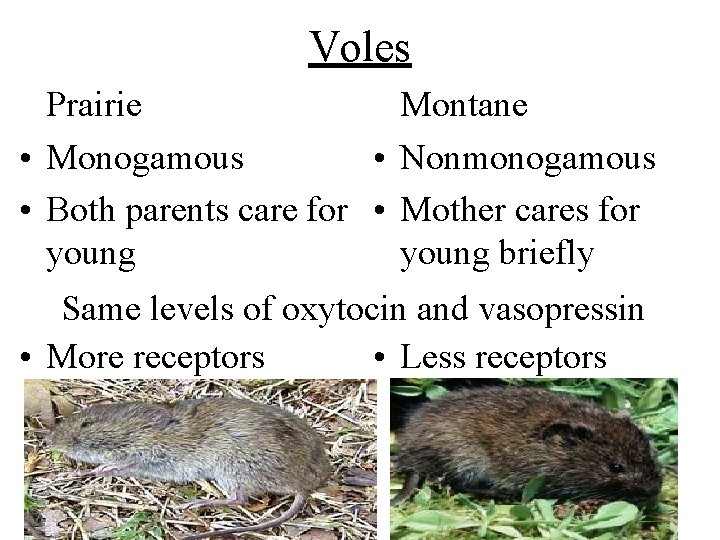 Voles Prairie Montane • Monogamous • Nonmonogamous • Both parents care for • Mother