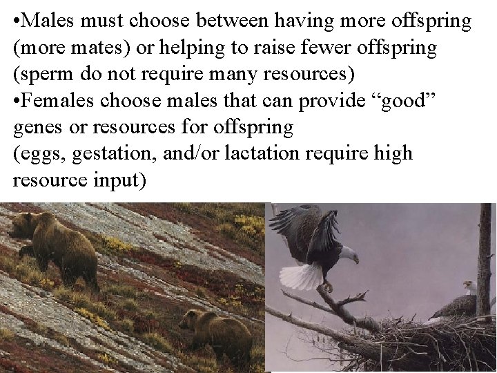  • Males must choose between having more offspring (more mates) or helping to