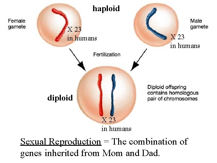 haploid X 23 in humans diploid X 23 in humans Sexual Reproduction = The