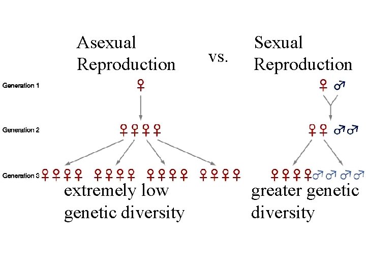 Asexual Reproduction extremely low genetic diversity vs. Sexual Reproduction greater genetic diversity 