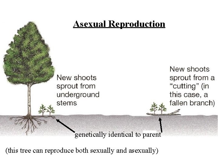 Asexual Reproduction genetically identical to parent (this tree can reproduce both sexually and asexually)