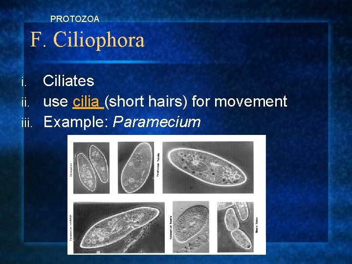 PROTOZOA F. Ciliophora Ciliates ii. use cilia (short hairs) for movement iii. Example: Paramecium