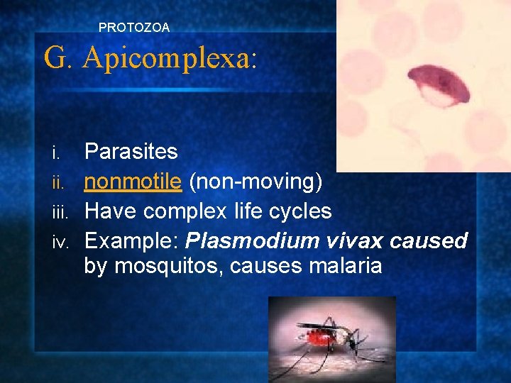 PROTOZOA G. Apicomplexa: Parasites ii. nonmotile (non-moving) iii. Have complex life cycles iv. Example:
