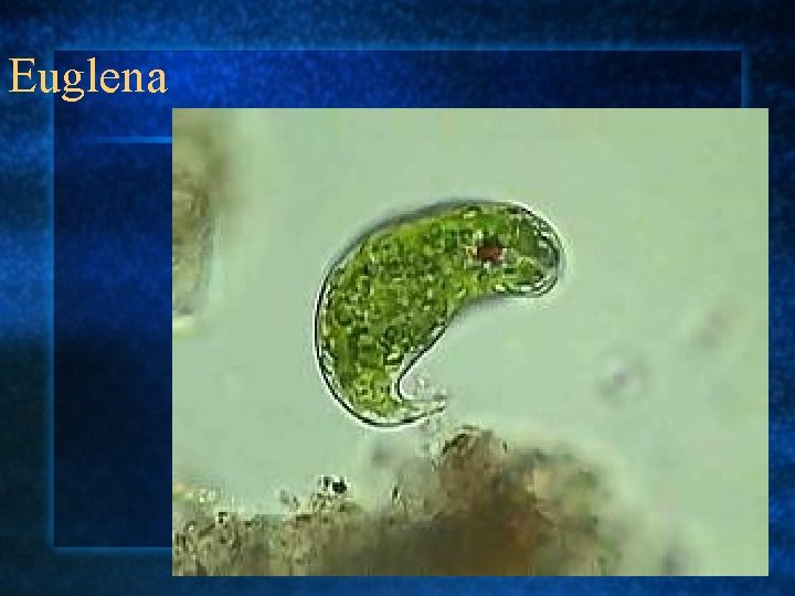 Euglena 