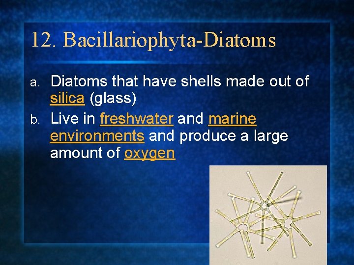 12. Bacillariophyta-Diatoms that have shells made out of silica (glass) b. Live in freshwater