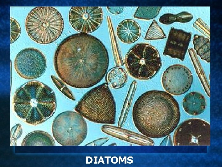 DIATOMS 