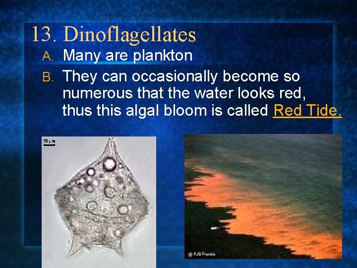 13. Dinoflagellates Many are plankton B. They can occasionally become so numerous that the