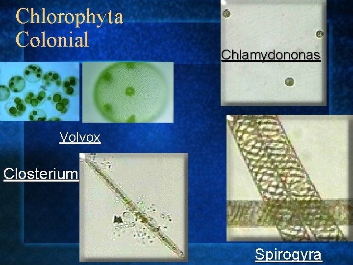 Chlorophyta Colonial Chlamydononas Volvox Closterium Spirogyra 