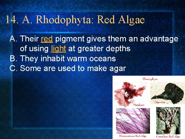 14. A. Rhodophyta: Red Algae A. Their red pigment gives them an advantage of