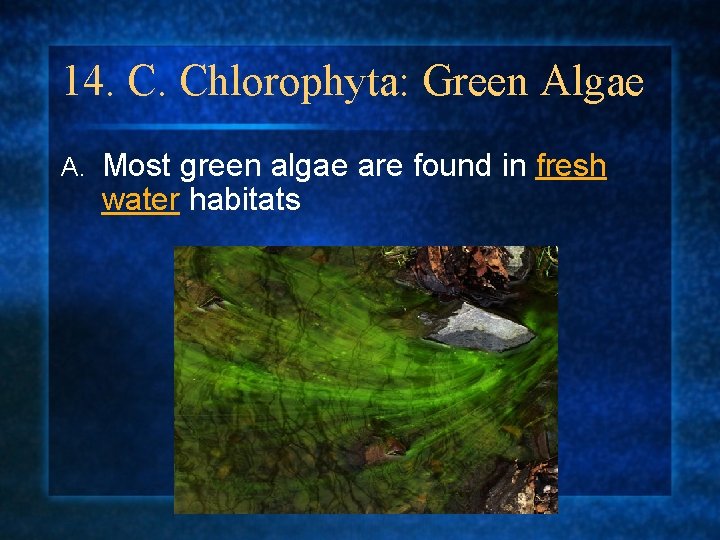 14. C. Chlorophyta: Green Algae A. Most green algae are found in fresh water