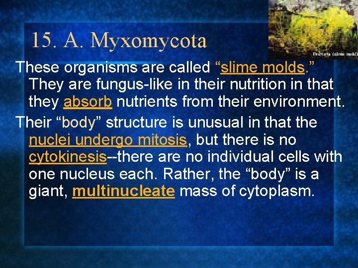 15. A. Myxomycota These organisms are called “slime molds. ” They are fungus-like in