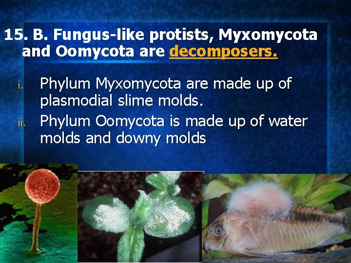 15. B. Fungus-like protists, Myxomycota and Oomycota are decomposers. i. ii. Phylum Myxomycota are