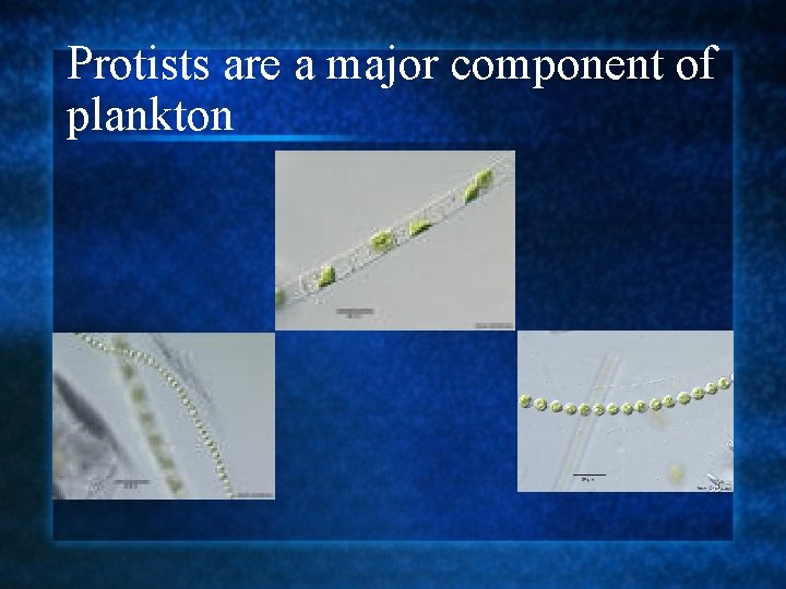 Protists are a major component of plankton 