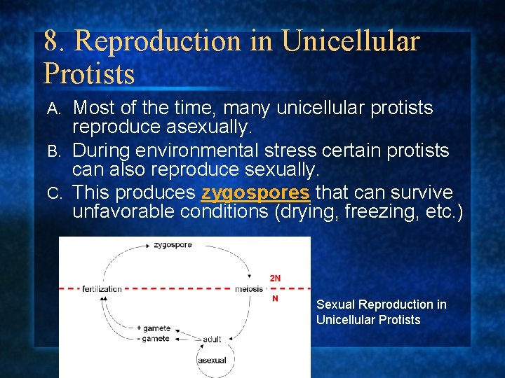 8. Reproduction in Unicellular Protists Most of the time, many unicellular protists reproduce asexually.
