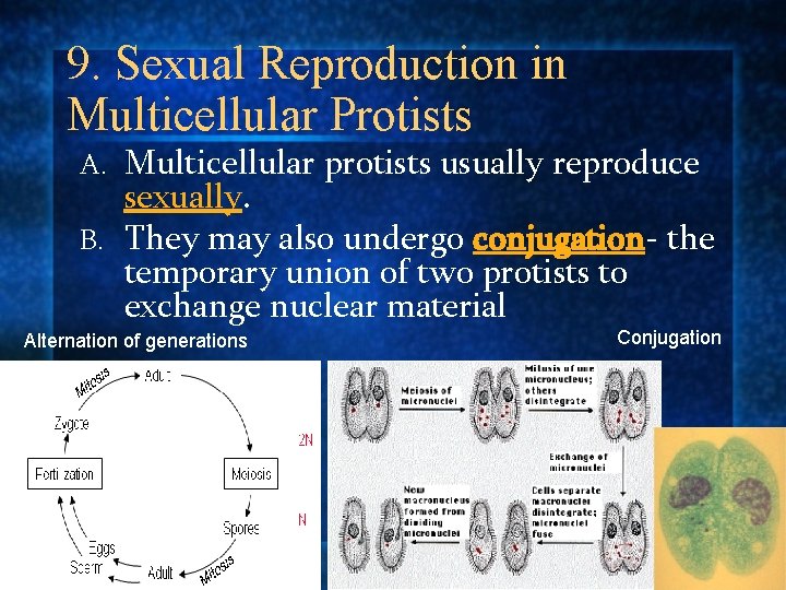 9. Sexual Reproduction in Multicellular Protists Multicellular protists usually reproduce sexually. B. They may