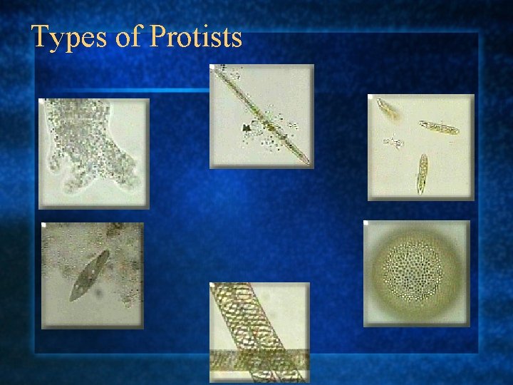 Types of Protists 