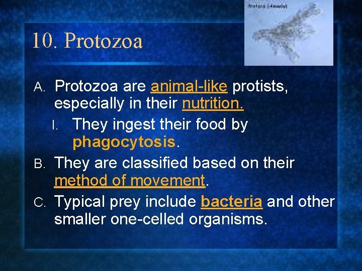 10. Protozoa are animal-like protists, especially in their nutrition. I. They ingest their food