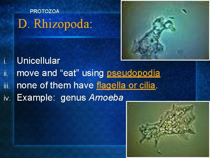 PROTOZOA D. Rhizopoda: Unicellular ii. move and “eat” using pseudopodia iii. none of them